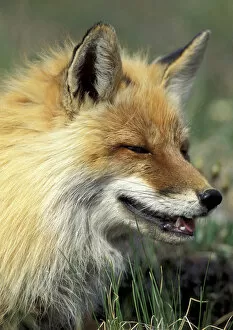 NA, USA, Alaska. Denali National Park. Arctic Fox