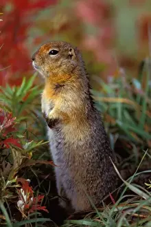 Squirrel Prints: NA, USA, Alaska, Denali NP, Arctic ground squirrel