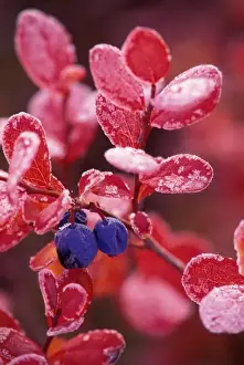 Blue Berry Prints: NA, USA, Alaska, Denali NP, Blue berries in frosted autumn colors
