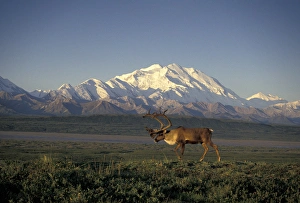 Images Dated 7th March 2005: NA, USA, Alaska, Denali NP A bull Barren Ground caribou (Rangifer tarandus) in front of Denali
