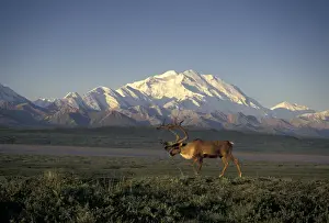 Caribou Prints: NA, USA, Alaska, Denali NP A bull Barren Ground caribou (Rangifer tarandus) in front of Denali