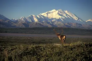 Images Dated 13th January 2005: NA, USA, Alaska, Denali NP, bull Barren Ground Caribou (Rangifer tarandus) stands