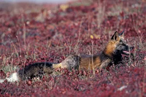 NA, USA, Alaska, Denali NP, Cross fox in bearberries