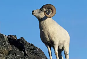 NA, USA, Alaska, Denali NP, A dall sheep (Ovis Dalli) ram poses on a rocky ridge, summer