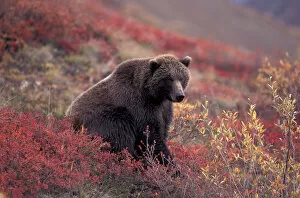 NA, USA, Alaska, Denali NP, female Grizzly Bear (Ursus arctos) sits while foraging