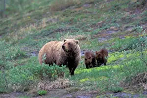 Images Dated 13th January 2005: NA, USA, Alaska, Denali NP, A female grizzly bear eats horsetail while her twin spring