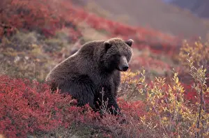 Blueberry Prints: NA, USA, Alaska, Denali NP, female Grizzly Bear (Ursus arctos) sits while foraging