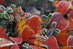 Images Dated 11th March 2004: NA, USA, Alaska, Denali NP Frosted, fall-colored bearberry (Arctostaphylos uva-ursi)
