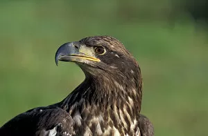 NA, USA, Alaska, Denali NP, immature Bald eagle (Haliaeetus leucocephalus)