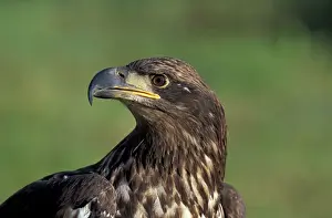 Immature Prints: NA, USA, Alaska, Denali NP, immature Bald eagle (Haliaeetus leucocephalus)