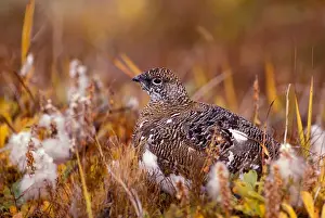 NA, USA, Alaska, Denali NP, Rock ptarmigan (Lagopus mutus)