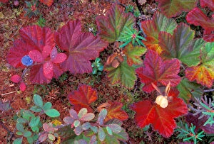NA, USA, Alaska, Denali NP, Snow berries in fall colors