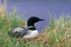 NA, USA, Alaska, Denali NP, Wonder Lake, Common loon on nest