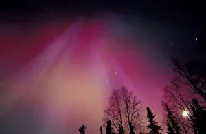 Images Dated 7th March 2005: NA, USA, Alaska, Fairbanks. Curtains of purple, red and green Northern Lights above