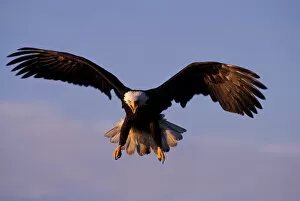 NA, USA, Alaska, Homer, Bald eagle in flight