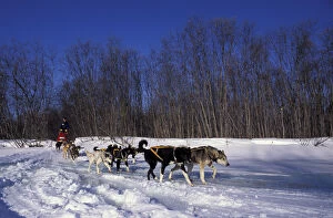 N.A. USA, Alaska, Iditarod Trail Doug Swinly races his dog sled in the 1994 Iditarod