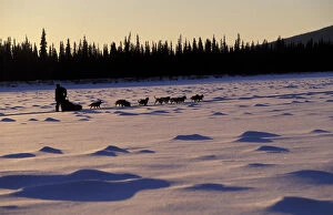 N.A. USA, Alaska, Iditarod Trail Maria Hayashida races dog sled in the Iditarod
