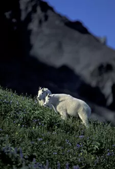NA, USA, Alaska. Kenai Fjords National Park. Alaskan Mountain Goats in wildflowers