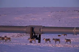 Pipeline Prints: NA, USA, Alaska, north slope of Brooks Range Caribou walk along the Trans-Alaska