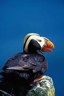 Puffin Prints: NA, USA, Alaska, Pribilof Islands, St. Paul Island, Tufted puffin