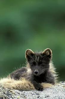 NA, USA, Alaska, Pribilofs, St. Paul Island An arctic fox in its dark colored