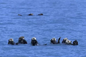 Images Dated 7th March 2005: NA, USA, Alaska, Prince William Sound, Harriman Fjord A group of sea otters raft