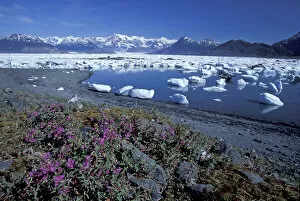 Images Dated 7th March 2005: NA, USA, Alaska, Prince William Sound, Columbia Glacier Dwarf fireweed grows