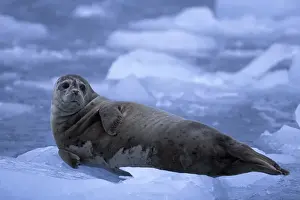 Water Feature Prints: NA, USA, Alaska, Prince William Sound A harbor seal (Phoca vitulina) lies on