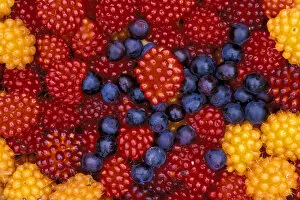 Images Dated 7th March 2005: NA, USA, Alaska, Southeast Alaska, Baranof Island Salmonberries and blueberries