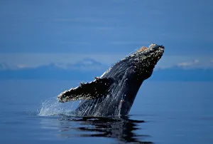 NA, USA, Alaska, Southeast Alaska, Inside Passage, Breaching humpback whale