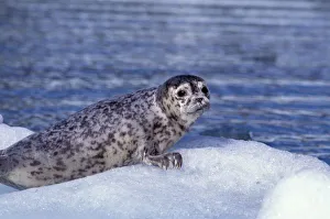 NA, USA, Alaska, Southeast Alaska, Le Conte Glacier, Harbor seal pup on ice