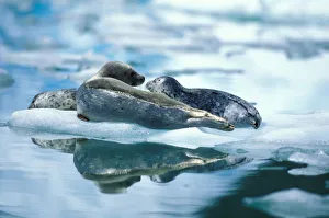 NA, USA, Alaska, Southeast Alaska, Le Conte Glacier, Mother and pup harbor seals