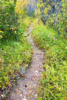 N.A. USA, Alaska. Trail behind Kantishna Roadhouse in Denali National Park