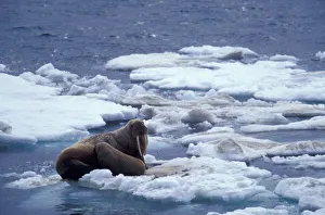 Walrus Prints: NA, USA, Alaska, Walrus and young on ice in Chukchi Sea