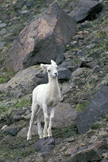 NA, USA, Alaska, Wrangel-Saint Elias National Park. Dall Sheep on the mountainside