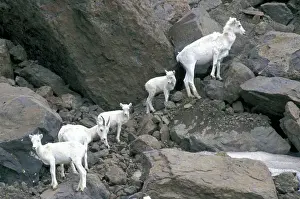 Images Dated 21st October 2004: NA, USA, Alaska, Wrangel-Saint Elias National Park. Dall Sheep on the mountainside