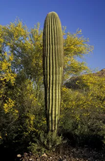 NA, USA, Arizona. Organ Pipe Cactus National Monument. Saguaro cactus