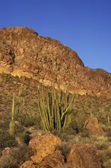 Images Dated 24th August 2004: NA, USA, Arizona. Organ Pipe Cactus National Monument. Organ Pipe forest with saguaro