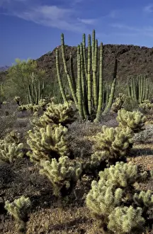 Images Dated 24th August 2004: NA, USA, Arizona. Organ Pipe Cactus National Monument. Teddybear cholla and organ