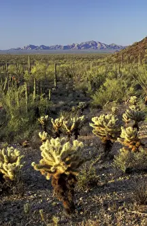 Images Dated 24th August 2004: NA, USA, Arizona. Organ Pipe Cactus National Monument. Teddybear cholla and organ