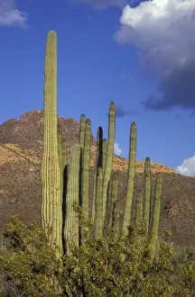 Images Dated 24th August 2004: NA, USA, Arizona. Organ Pipe Cactus National Monument. Organ Pipe cactus
