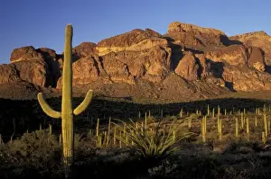 Images Dated 24th August 2004: NA, USA, Arizona. Organ Pipe Cactus National Monument. Saguaro forest