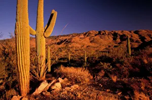 Cactus Prints: NA, USA, Arizona, Saguaro National Monument, Landscape