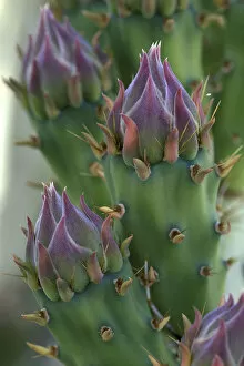 NA, USA, Arizona, Saguaro NP Engelmanns prickly pear (Opunita phaeacantha var