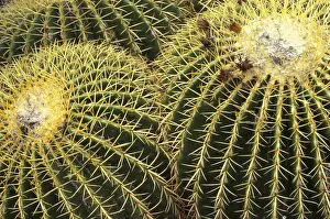 Images Dated 24th August 2004: NA, USA, Arizona, San Xavier. Golden Barrel cactus