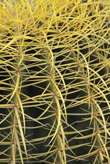 Images Dated 24th August 2004: NA, USA, Arizona, San Xavier. Golden Barrel cactus