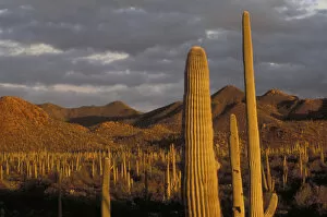 Images Dated 12th May 2004: NA, USA, Arizona, Tucson Saguaro cactus