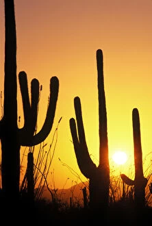 N.A. USA, AZ, Saguaro NP, Saguaro Sunset