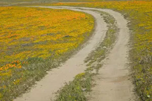 NA, USA, CA, Antelope Valley. Road through CA Poppies