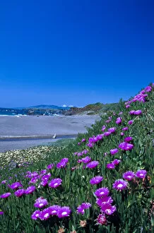 Images Dated 17th October 2005: NA, USA, CA, Ice Plant on California coastline Spring